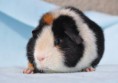 /album/fotogalerie-napoleon-cavia-berusia/n1-jpg/