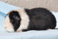 /album/fotogalerie-napoleon-cavia-berusia/n3-jpg/