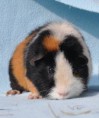 /album/fotogalerie-napoleon-cavia-berusia/n4-jpg/